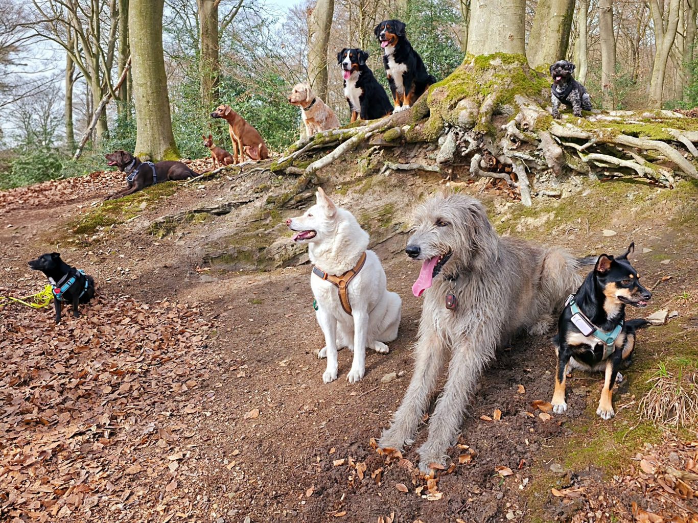 Fell und Feel Hundefreunde