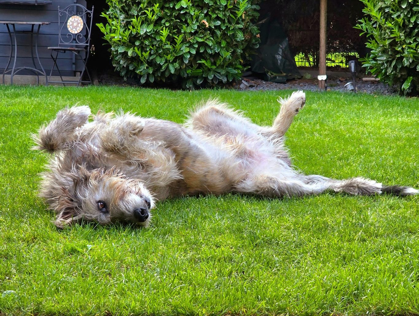 Fell und Feel Loki der Irische Wolfshund