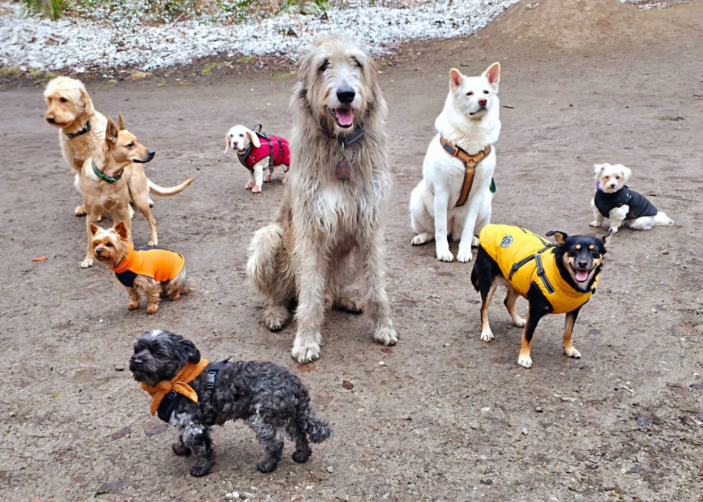 Gruppe von Hunden in verschiedenen Größen und Farben, einige tragen Kleidung.